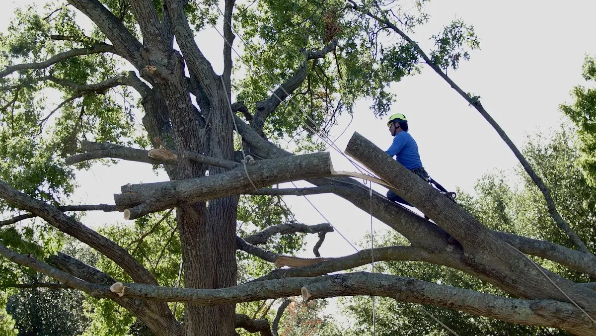Professional Crown Thinning performed by certified arborists in Clear Brook