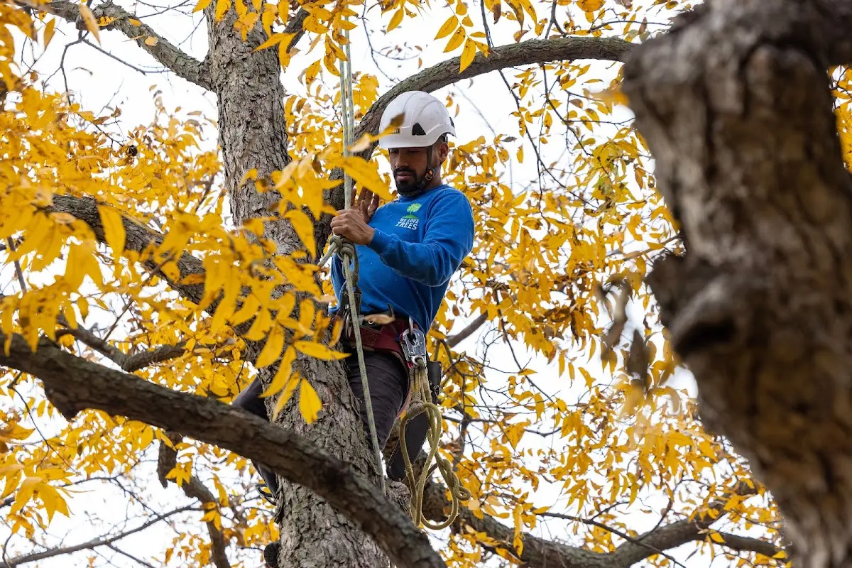 Skilled Emergency Tree Service crew working in Clear Brook